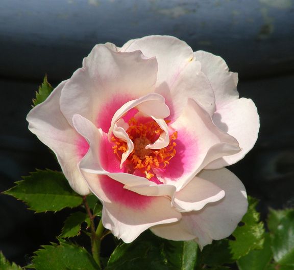 Bulls Eye photo be2014_06160014_zps18ed79d5.jpg